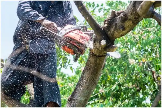 tree services Moses Lake